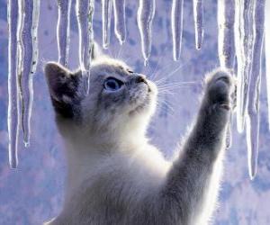 yapboz Buz ile oynayan yavru kedi